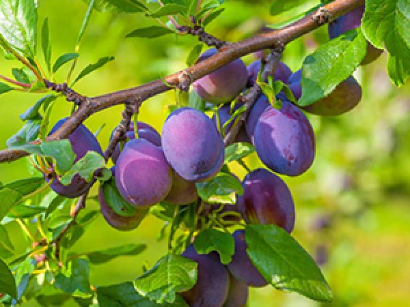 FRUTTA E SAPORI- BIZZARONE- NELLE NOSTRE CONFETTURE SOLO TANTA FRUTTA E POCO ZUCCHERO