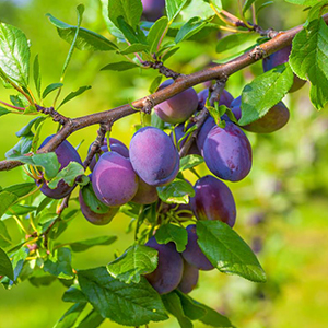 FRUTTA E SAPORI- BIZZARONE- NELLE NOSTRE CONFETTURE SOLO TANTA FRUTTA E POCO ZUCCHERO