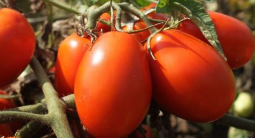 Passata di pomodoro italiano rustica con  basilico fresco 500g -naturale- no additivi